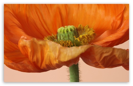 Orange Poppy Macro Shot UltraHD Wallpaper for UHD 16:9 ; HD 16:9 ; UltraWide 21:9 24:10 32:9 32:10 ; Widescreen 16:10 5:3 ; Fullscreen 4:3 5:4 3:2 ; Tablet 1:1 ; Dual 16:10 5:3 16:9 4:3 5:4 3:2 ;