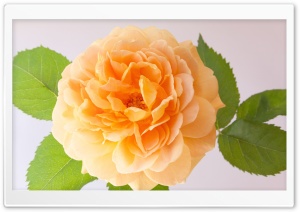 Orange Rose Ultra HD Wallpaper for 4K UHD Widescreen desktop, tablet & smartphone