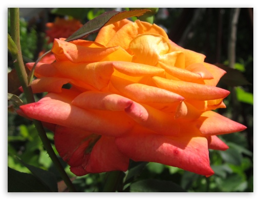 orange rose UltraHD Wallpaper for Fullscreen 4:3 ;