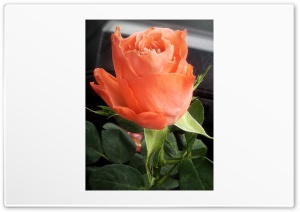 Orange rose 4K UHD Wallpaper for Widescreen and UltraWide Desktop, UltraHD TV, Smartphone, Tablet