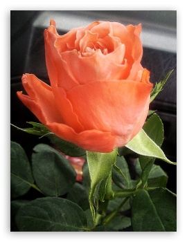 Orange rose UltraHD Wallpaper for Mobile 3:4 ;