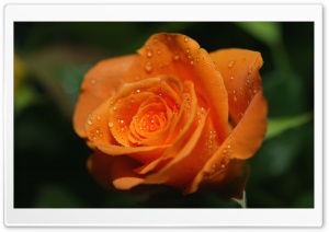 Orange Rose Bud Ultra HD Wallpaper for 4K UHD Widescreen desktop, tablet & smartphone