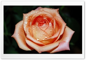 Orange Rose Flower Ultra HD Wallpaper for 4K UHD Widescreen desktop, tablet & smartphone