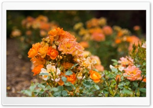 Orange Rose Garden Ultra HD Wallpaper for 4K UHD Widescreen desktop, tablet & smartphone