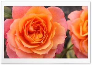 Orange Roses Ultra HD Wallpaper for 4K UHD Widescreen desktop, tablet & smartphone