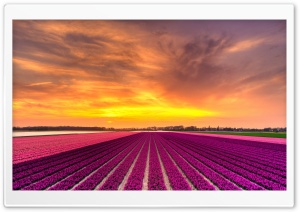 Orange Sky Over Flower Field 4K UHD Wallpaper for Widescreen and UltraWide Desktop, UltraHD TV, Smartphone, Tablet