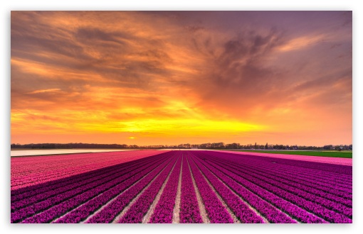 Orange Sky Over Flower Field UltraHD Wallpaper for UHD 16:9 ; HD 16:9 ; UltraWide 21:9 24:10 32:9 32:10 ; Widescreen 16:10 5:3 ; Fullscreen 4:3 5:4 3:2 ; Tablet 1:1 ; Dual 16:10 5:3 16:9 4:3 5:4 3:2 ;