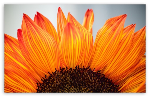 Orange Sunflower Macro UltraHD Wallpaper for UHD 16:9 ; HD 16:9 ; UltraWide 21:9 24:10 32:9 32:10 ; Widescreen 16:10 5:3 ; Fullscreen 4:3 5:4 3:2 ; Tablet 1:1 ; Mobile 9:16 9:19.5 9:20 9:21 9:22 10:16 2:3 3:5 3:4 ; Dual 16:10 5:3 16:9 4:3 5:4 3:2 ;