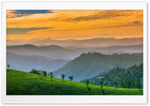 Orange Sunset Over Green Tea Fields 4K UHD Wallpaper for Widescreen and UltraWide Desktop, UltraHD TV, Smartphone, Tablet