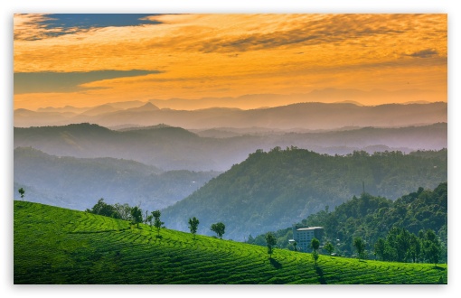 Orange Sunset Over Green Tea Fields UltraHD Wallpaper for UHD 16:9 ; HD 16:9 ; UltraWide 21:9 24:10 32:9 32:10 ; Widescreen 16:10 5:3 ; Fullscreen 4:3 5:4 3:2 ; Tablet 1:1 ; Mobile 9:16 9:19.5 9:20 9:21 9:22 10:16 2:3 3:5 3:4 ; Dual 16:10 5:3 16:9 4:3 5:4 3:2 ;