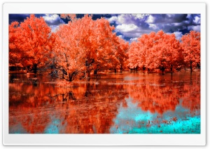 Orange Swamp Ultra HD Wallpaper for 4K UHD Widescreen desktop, tablet & smartphone