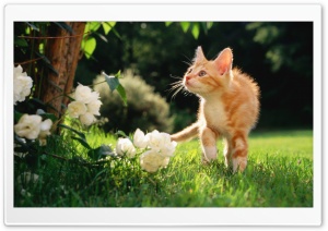 Orange Tabby Kitten Ultra HD Wallpaper for 4K UHD Widescreen desktop, tablet & smartphone