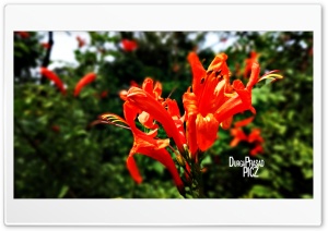 orange thulips 4K UHD Wallpaper for Widescreen and UltraWide Desktop, UltraHD TV, Smartphone, Tablet