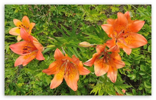 Orange Tiger Lily UltraHD Wallpaper for HD 16:9 ; Widescreen 16:10 5:3 ; Fullscreen 3:2 ;