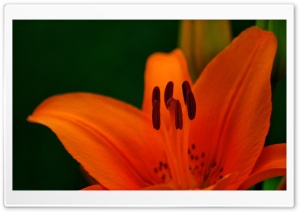Orange Tiger Lily Macro Ultra HD Wallpaper for 4K UHD Widescreen desktop, tablet & smartphone