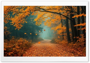 Orange Tree, Foliage, Autumn, Forest, Mist 4K UHD Wallpaper for Widescreen and UltraWide Desktop, UltraHD TV, Smartphone, Tablet