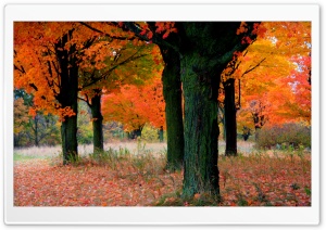 Orange Trees Ultra HD Wallpaper for 4K UHD Widescreen desktop, tablet & smartphone