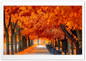 Orange Trees Fall Ultra HD Wallpaper for 4K UHD Widescreen desktop, tablet & smartphone