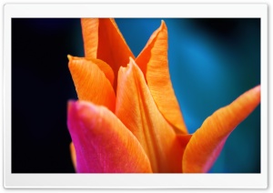 Orange Tulip Ultra HD Wallpaper for 4K UHD Widescreen desktop, tablet & smartphone