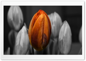 Orange Tulip Black and White Background Ultra HD Wallpaper for 4K UHD Widescreen desktop, tablet & smartphone