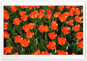 Orange Tulip Field Ultra HD Wallpaper for 4K UHD Widescreen desktop, tablet & smartphone