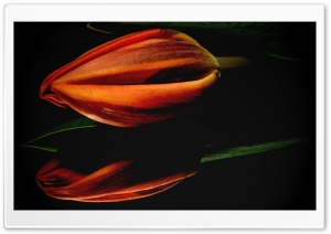 Orange Tulip Macro Ultra HD Wallpaper for 4K UHD Widescreen desktop, tablet & smartphone