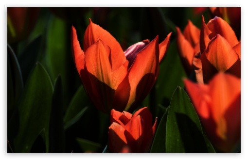 Orange Tulips Ultra HD Desktop Background Wallpaper for 4K UHD TV