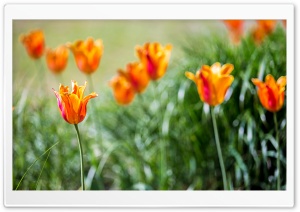 Orange Tulips Ultra HD Wallpaper for 4K UHD Widescreen desktop, tablet & smartphone