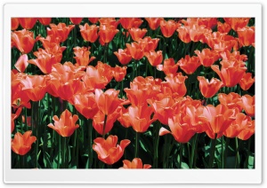Orange Tulips Field Ultra HD Wallpaper for 4K UHD Widescreen desktop, tablet & smartphone