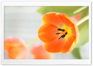 Orange Tulips Flowers Ultra HD Wallpaper for 4K UHD Widescreen desktop, tablet & smartphone