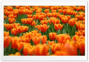 Orange Tulips Spring Flowers Ultra HD Wallpaper for 4K UHD Widescreen desktop, tablet & smartphone