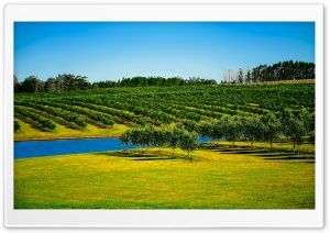 Orchard Landscape Ultra HD Wallpaper for 4K UHD Widescreen desktop, tablet & smartphone