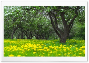Orchard Spring Ultra HD Wallpaper for 4K UHD Widescreen desktop, tablet & smartphone