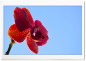 Orchid Ultra HD Wallpaper for 4K UHD Widescreen desktop, tablet & smartphone