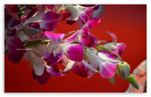 Orchid UltraHD Wallpaper for UHD 16:9 ; HD 16:9 ; Widescreen 16:10 5:3 ; Fullscreen 3:2 ;