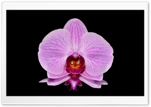 Orchid Arrangements Ultra HD Wallpaper for 4K UHD Widescreen desktop, tablet & smartphone