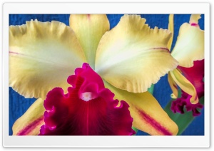 Orchid Blc Toshie Aoki Ultra HD Wallpaper for 4K UHD Widescreen desktop, tablet & smartphone