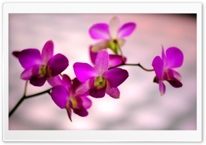 Orchid Color Ultra HD Wallpaper for 4K UHD Widescreen desktop, tablet & smartphone