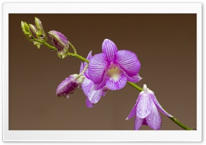 Orchid Drops On Petals Ultra HD Wallpaper for 4K UHD Widescreen desktop, tablet & smartphone
