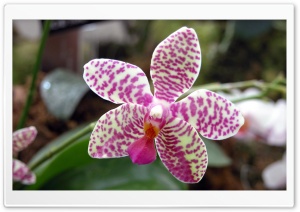 Orchid Flower 4K UHD Wallpaper for Widescreen and UltraWide Desktop, UltraHD TV, Smartphone, Tablet