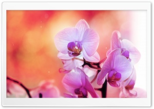 Orchid Flowers Ultra HD Wallpaper for 4K UHD Widescreen desktop, tablet & smartphone