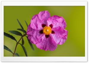 Orchid Rockrose 4K UHD Wallpaper for Widescreen and UltraWide Desktop, UltraHD TV, Smartphone, Tablet