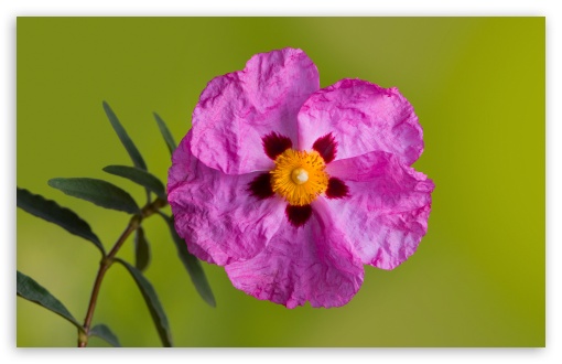 Orchid Rockrose UltraHD Wallpaper for UHD 16:9 ; HD 16:9 ; UltraWide 21:9 24:10 ; Widescreen 16:10 5:3 ; Fullscreen 4:3 5:4 3:2 ; Tablet 1:1 ;