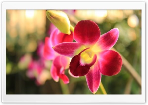 Orchids Ultra HD Wallpaper for 4K UHD Widescreen desktop, tablet & smartphone