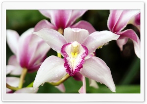 Orchids Callaway Gardens Georgia Ultra HD Wallpaper for 4K UHD Widescreen desktop, tablet & smartphone