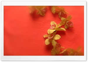 Orchids Flowers 2 4K UHD Wallpaper for Widescreen and UltraWide Desktop, UltraHD TV, Smartphone, Tablet