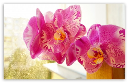 Orchitea UltraHD Wallpaper for UHD 16:9 ; HD 16:9 ; UltraWide 21:9 24:10 ; Widescreen 16:10 ;