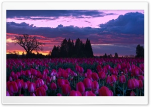Oregon Tulip Farm at Sunset 4K UHD Wallpaper for Widescreen and UltraWide Desktop, UltraHD TV, Smartphone, Tablet