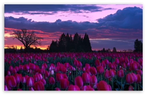 Oregon Tulip Farm at Sunset UltraHD Wallpaper for UHD 16:9 ; HD 16:9 ; UltraWide 21:9 24:10 ; Widescreen 16:10 ; Tablet 1:1 ;
