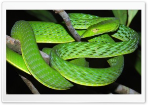 Oriental Vine Snake Ahaetulla Prasina Among the Branches 4K UHD Wallpaper for Widescreen and UltraWide Desktop, UltraHD TV, Smartphone, Tablet